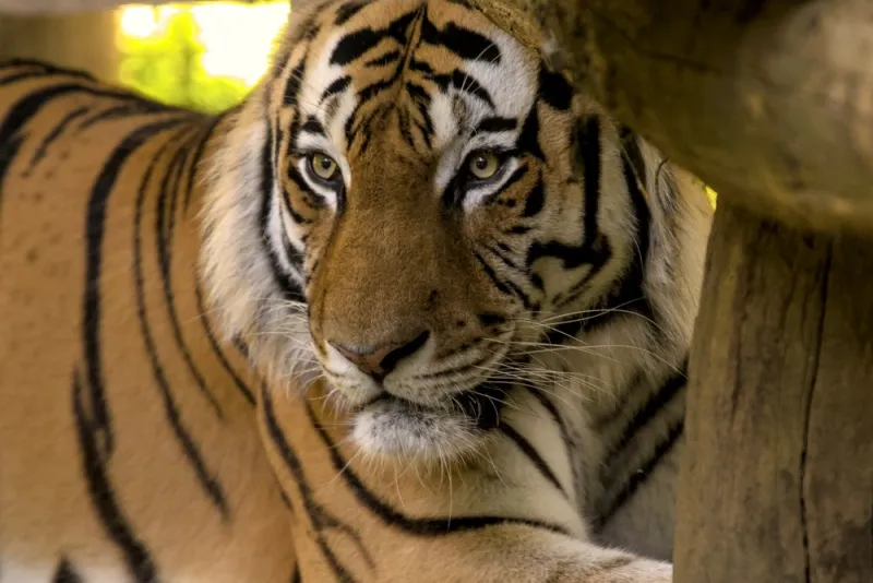 natura tigre tiger primo piano felino felinis leopardo leopard