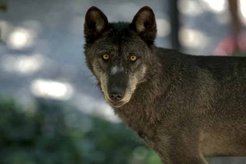 natura animali animal nature wolf lupo