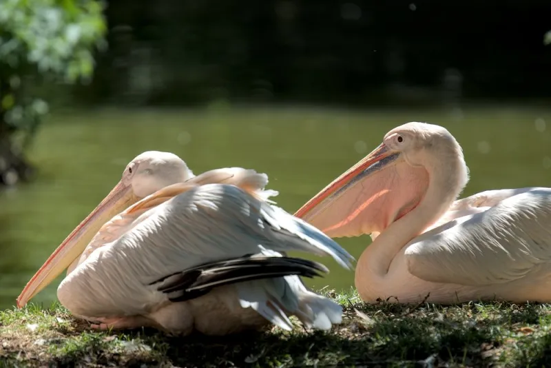 natura animali animal nature pellicano pellican birds uccelli