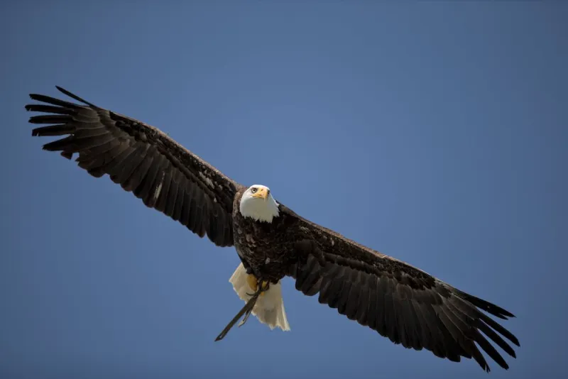natura animali animal nature eagle american aquila americana white collar