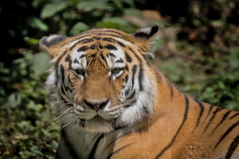 natura tigre tiger primo piano felino felinis leopardo leopard