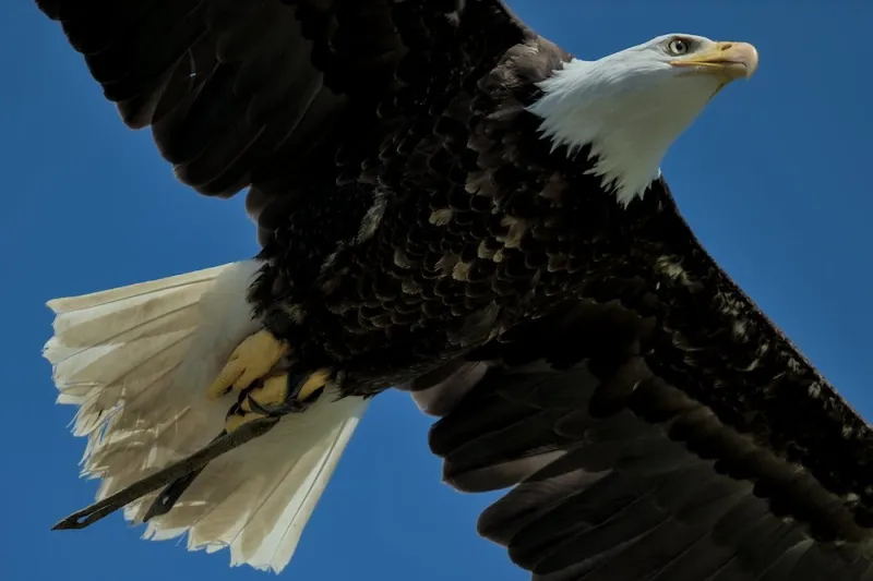 natura animali animal nature eagle american aquila americana white collar