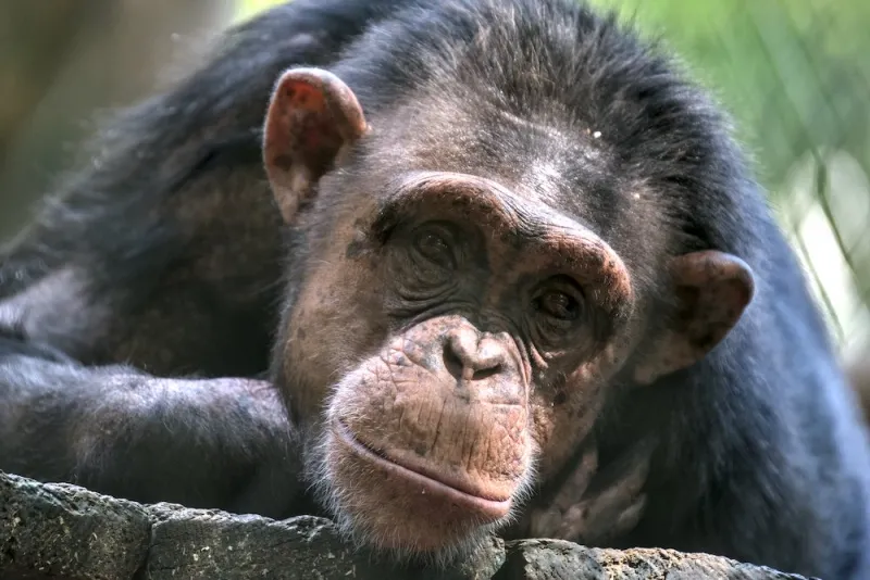 natura animali animal nature ape sad scimmia orango triste faccia