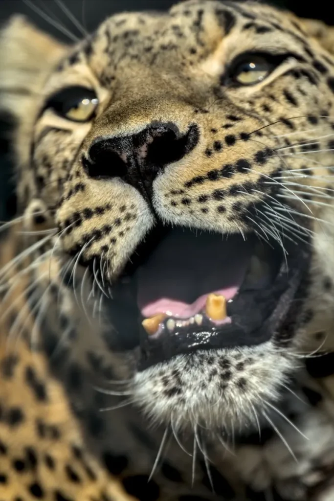 natura tigre tiger primo piano felino felinis leopardo leopard