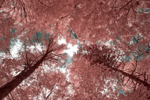 infrarosso infrared deep infrared alberi trees paesaggio natura 550nm