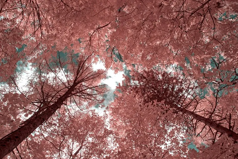 infrarosso infrared deep infrared alberi trees paesaggio natura 550nm